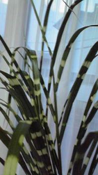 197(W)×350(H) 14.58