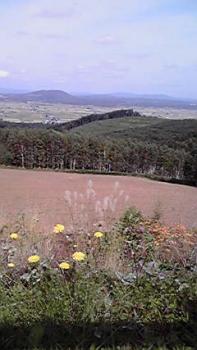 197(W)×350(H) 14.08