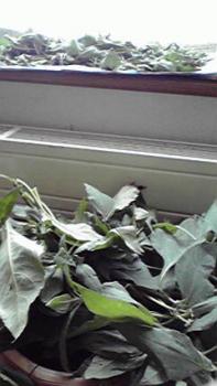 197(W)×350(H) 13.89