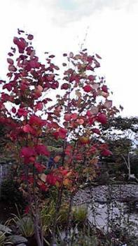 197(W)×350(H) 19.09