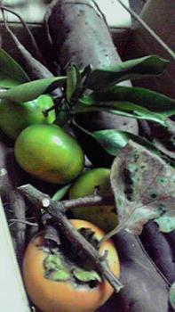 197(W)×350(H) 15.24