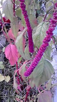 197(W)×350(H) 20.62