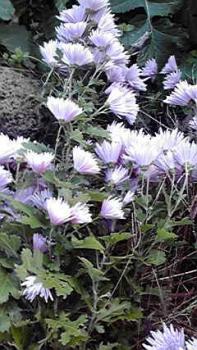 197(W)×350(H) 22.57