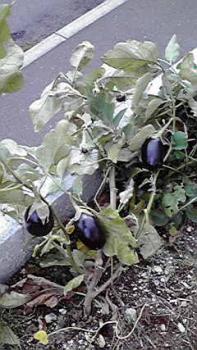 197(W)×350(H) 21.19