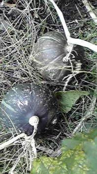 197(W)×350(H) 24.37