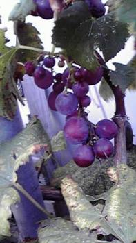 197(W)×350(H) 16.62