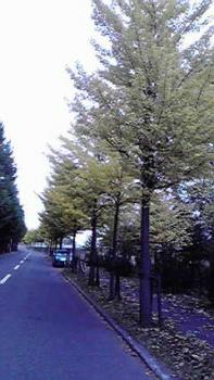 197(W)×350(H) 16.49