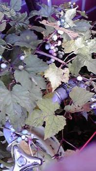 197(W)×350(H) 18.59