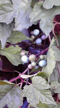 197(W)×350(H) 14.77