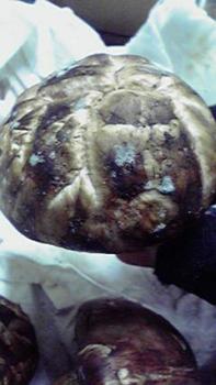 197(W)×350(H) 13.46