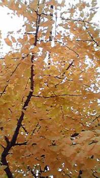 197(W)×350(H) 20.82