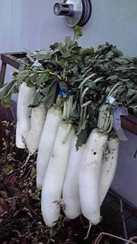 197(W)×350(H) 15.79