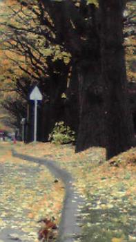 197(W)×350(H) 14.77