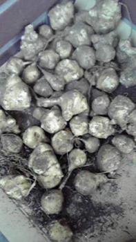 197(W)×350(H) 15.41