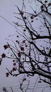 197(W)×350(H) 19.89