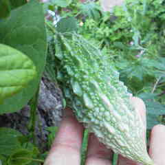 ファイル名: 2012081018000000.jpg
ファイルサイズ: 7.65KB 240(W)×240(H) 7.65