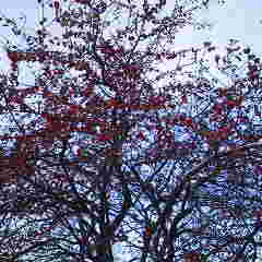 ファイル名: 2012112209330000.jpg
ファイルサイズ: 8.36KB 240(W)×240(H) 8.36