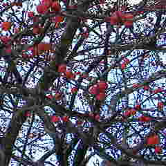 ファイル名: 2012112209340001.jpg
ファイルサイズ: 8.38KB 240(W)×240(H) 8.38