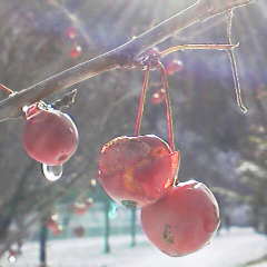 ファイル名: 2012112209560000.jpg
ファイルサイズ: 8.29KB 240(W)×240(H) 8.29