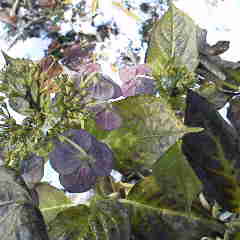 ファイル名: 2012112209410001.jpg
ファイルサイズ: 7.65KB 240(W)×240(H) 7.65