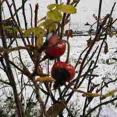 ファイル名: 2012112209490002.jpg
ファイルサイズ: 8.62KB 240(W)×240(H) 8.62