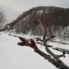 ファイル名: 2013031808420001.jpg
ファイルサイズ: 8.3KB 240(W)×240(H) 8.3