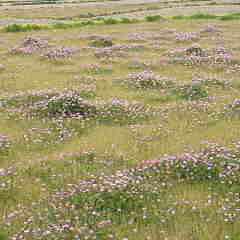 ファイル名: 2013042313270001.jpg
ファイルサイズ: 6.92KB 240(W)×240(H) 6.92