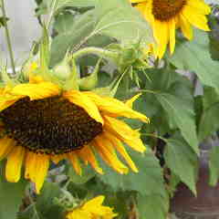 ファイル名: 2014072514240002.jpg
ファイルサイズ: 7.52KB 240(W)×240(H) 7.52