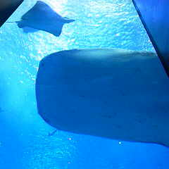 ファイル名: 2014112512030000.jpg
ファイルサイズ: 6.49KB 240(W)×240(H) 6.49