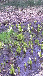 180(W)×320(H) 56.14