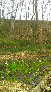 180(W)×320(H) 52.33