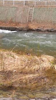 197(W)×350(H) 17.79