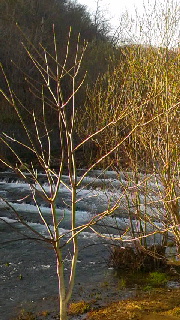 180(W)×320(H) 50.36