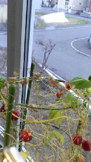 180(W)×320(H) 41.25