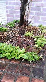 180(W)×320(H) 50.12