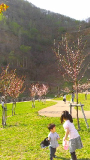 180(W)×320(H) 43.77