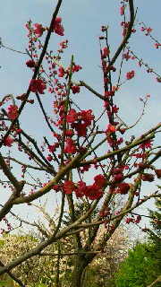 180(W)×320(H) 55.01