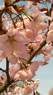 180(W)×320(H) 44.57