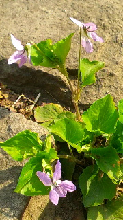 180(W)×320(H) 48.89