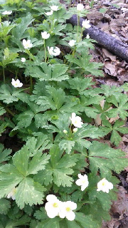 180(W)×320(H) 49.22