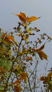 180(W)×320(H) 44.81