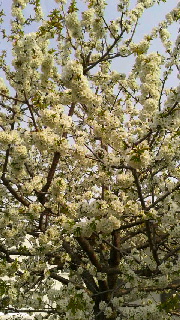 180(W)×320(H) 58.02