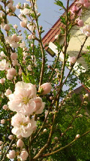 180(W)×320(H) 57.44