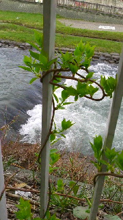 180(W)×320(H) 47.17