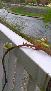 180(W)×320(H) 33.25