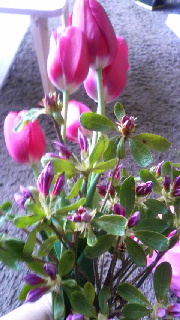 180(W)×320(H) 43.86