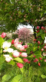 180(W)×320(H) 52.06