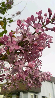 180(W)×320(H) 42.89