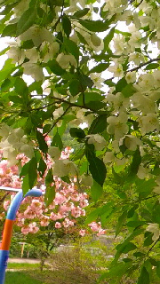 180(W)×320(H) 53.41