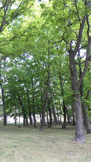 180(W)×320(H) 53.04